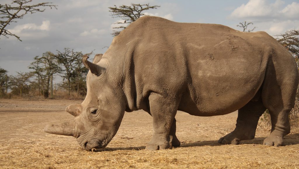 Critically endangered white rhino