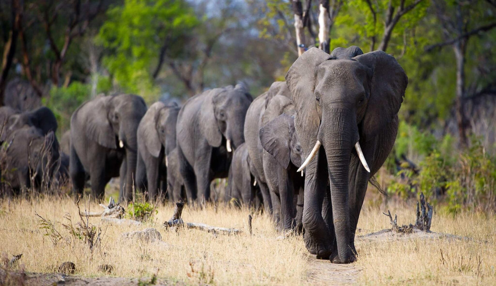 Majestic elephants walking in a line