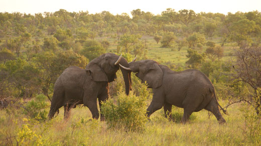 World in One Country