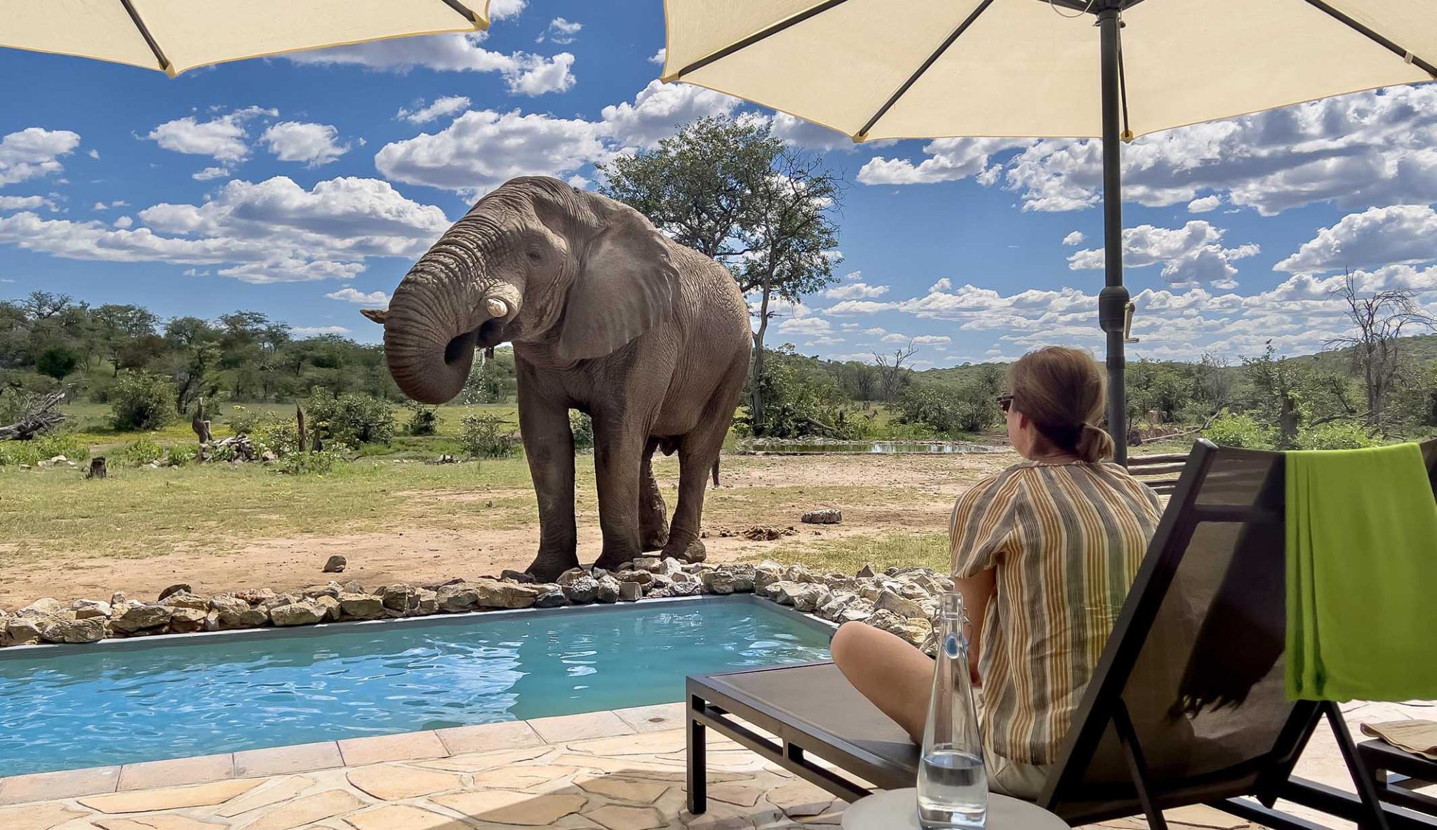 Close animal encounter Namibia