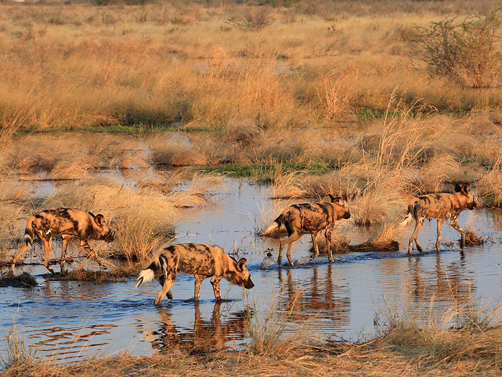Duba Plains has undergone an extensive rebuild to create an intimate camp with six bespoke tents. Designed by Natural Geographic filmmaker