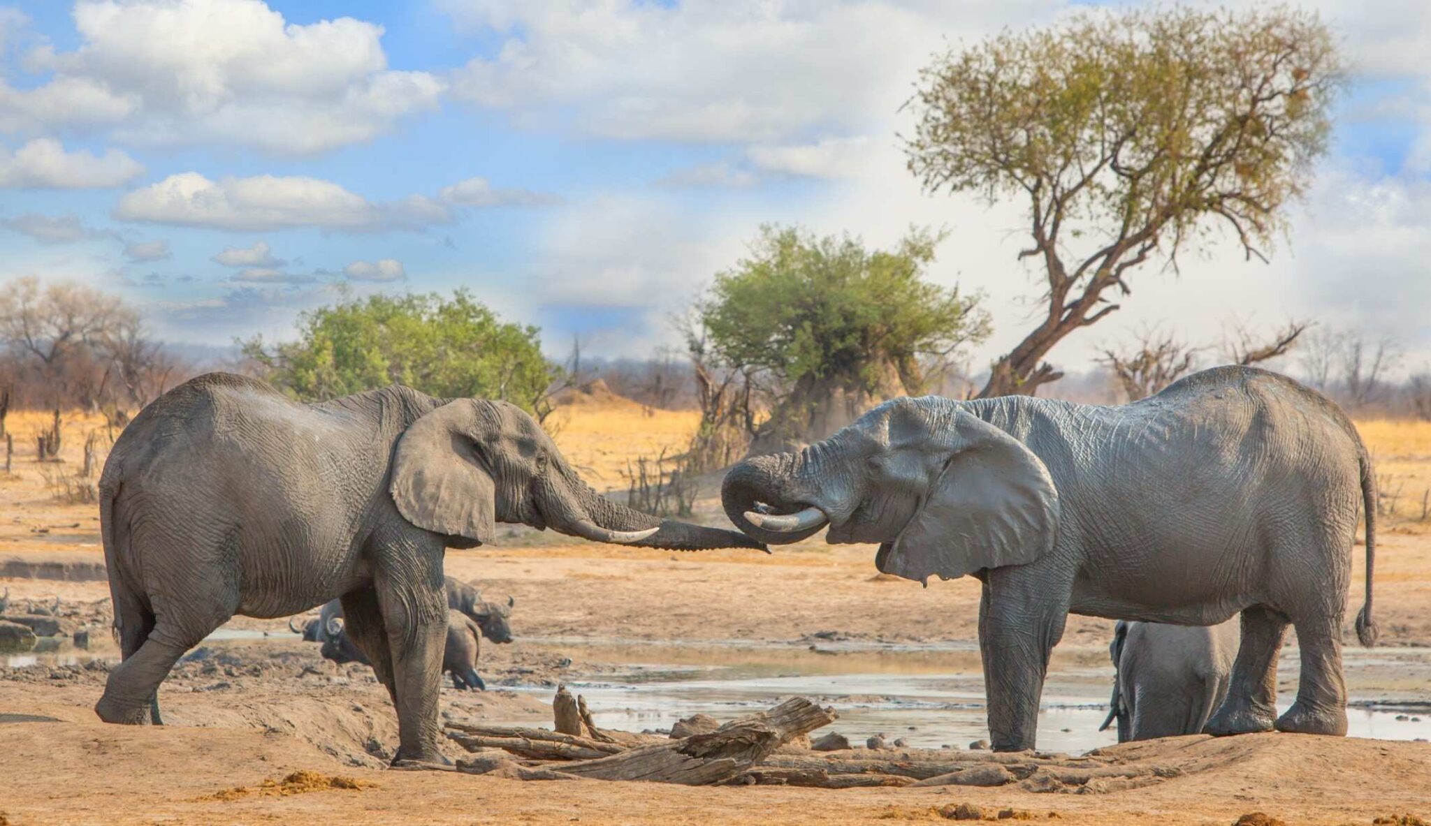 Elephants in Hwange National Park