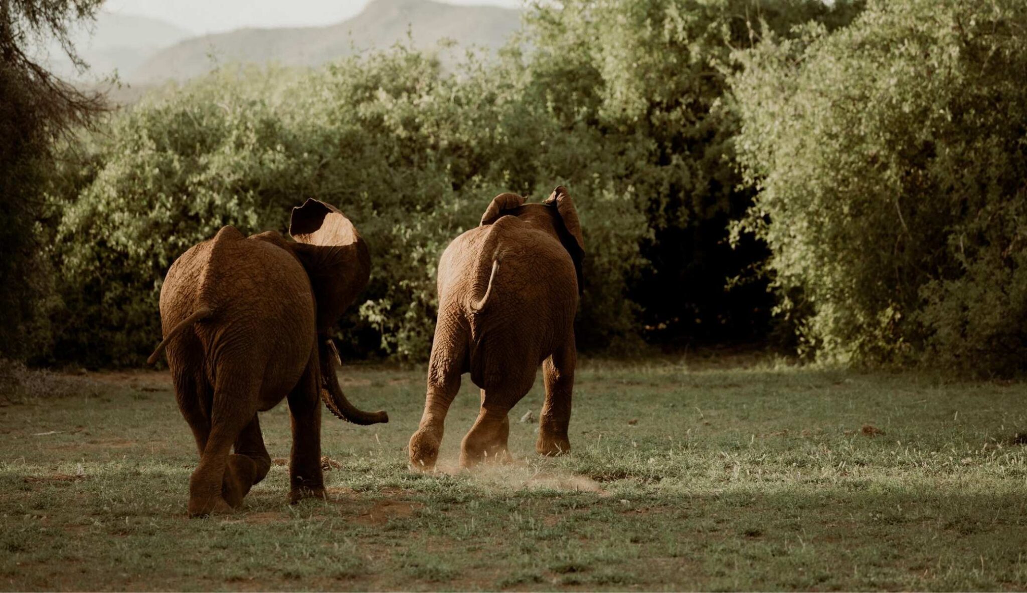 Elephant Bedroom Camp Elephants running