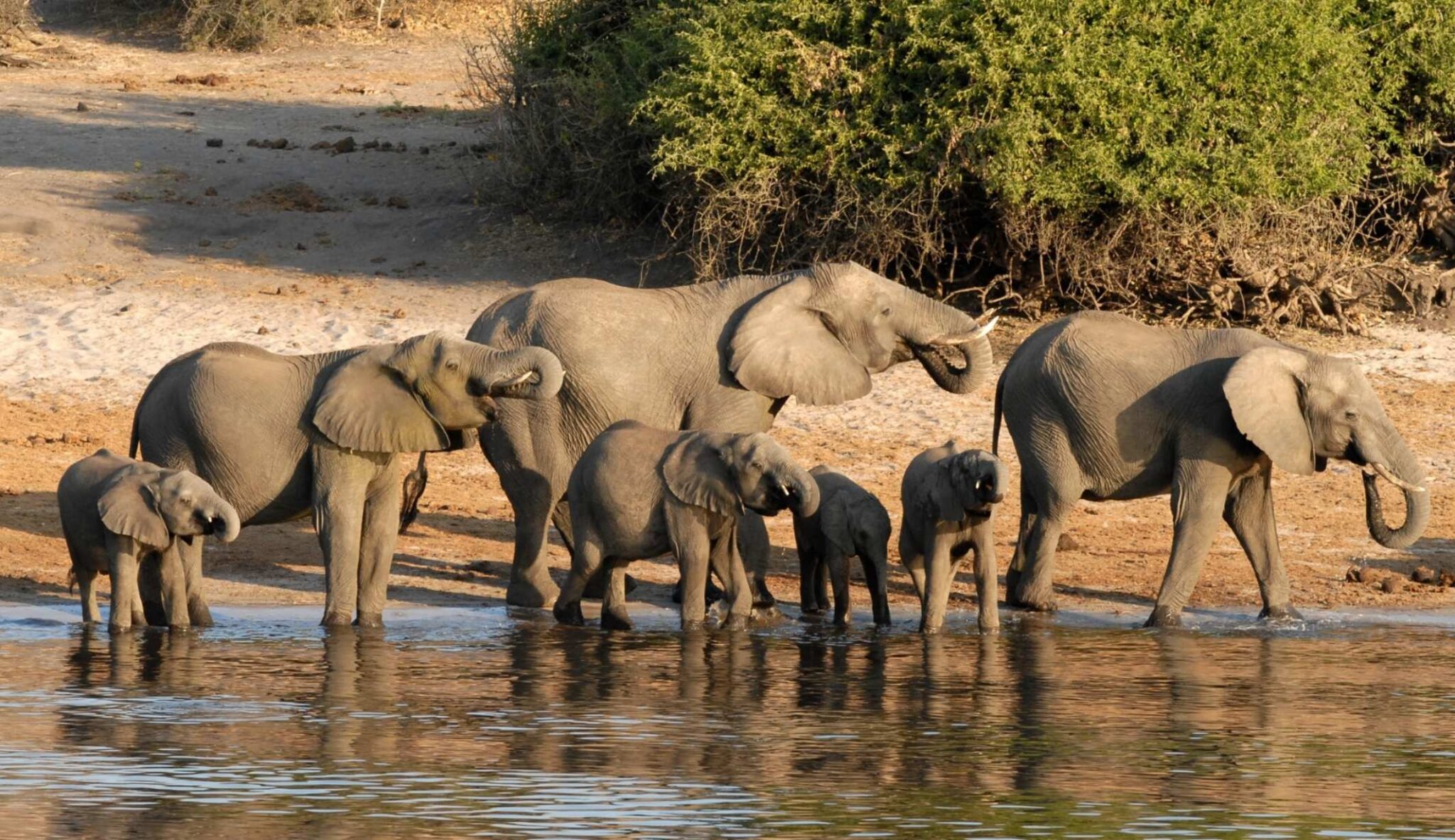 Elephants at Chobe river