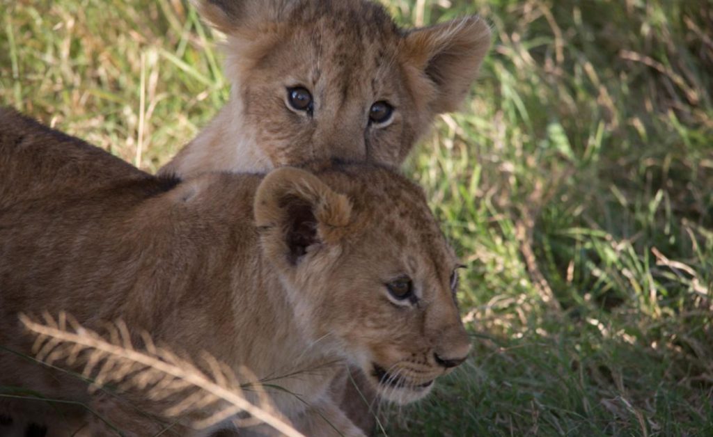 Masai Mara Endangered Species