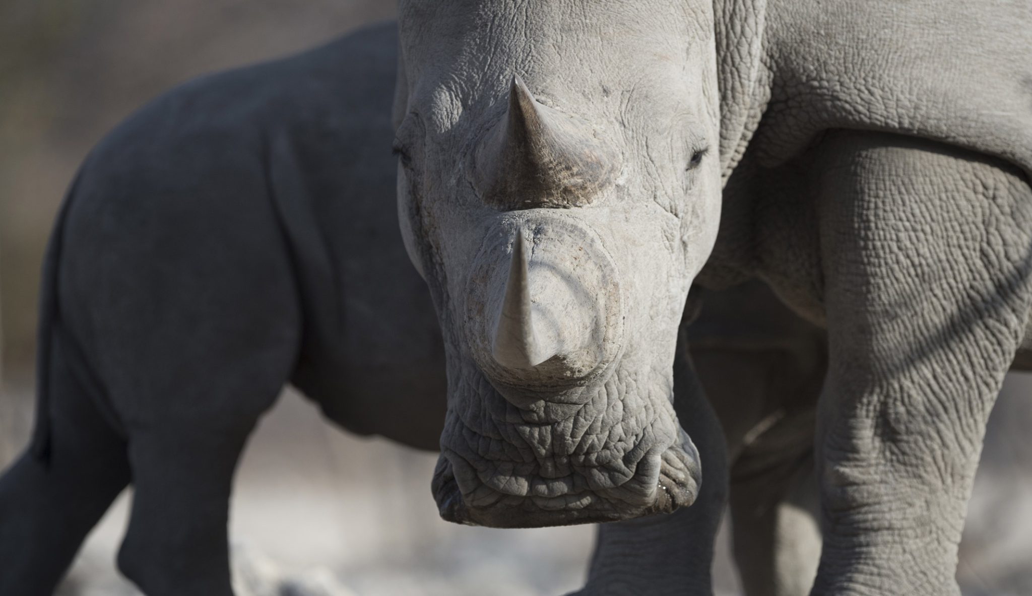 Etosha National Park Rhino