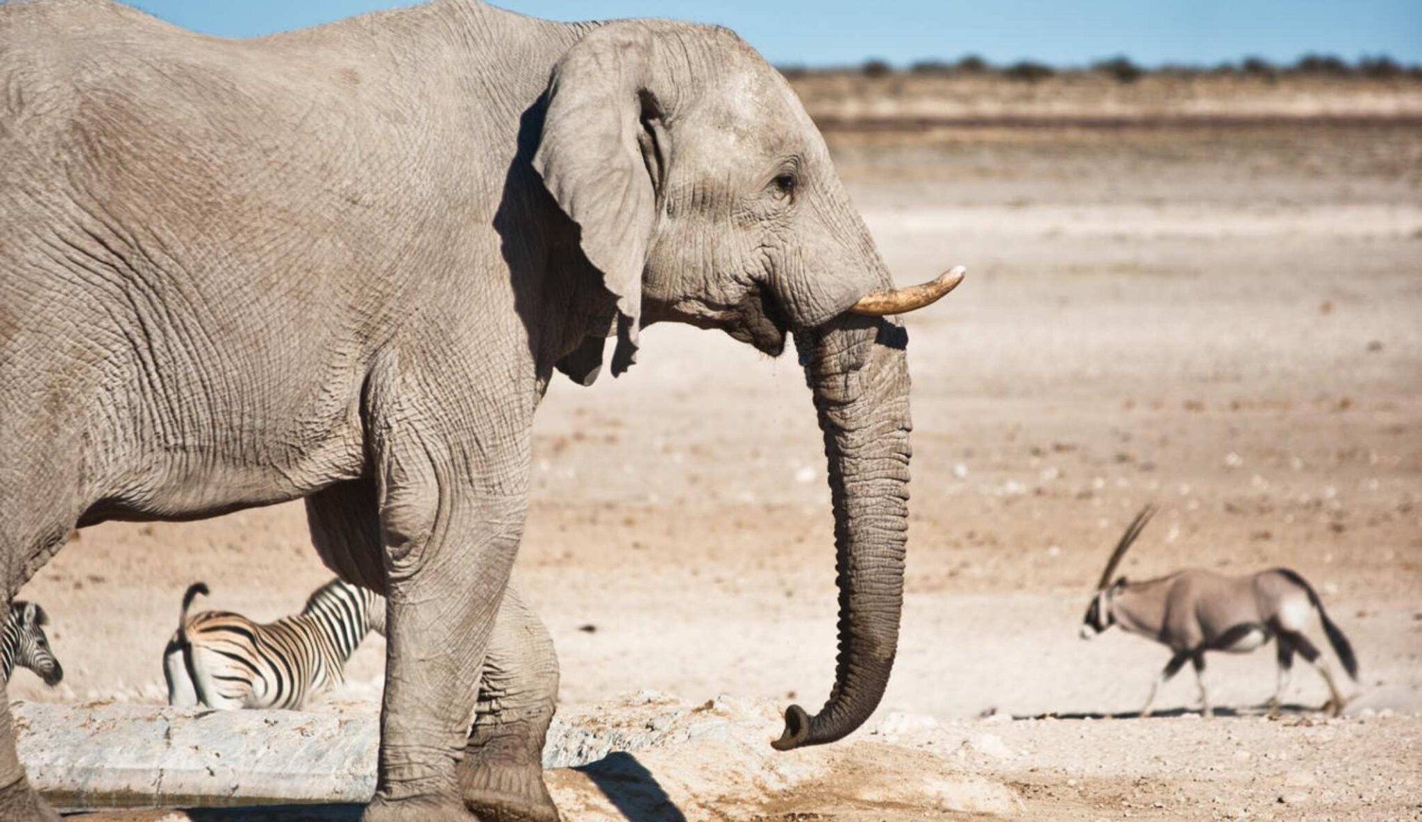 Majestic elephant with zebras running around