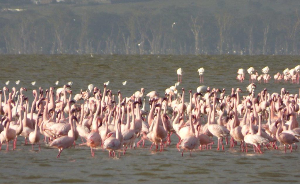 Lake Nakuru Flamingo Sighting