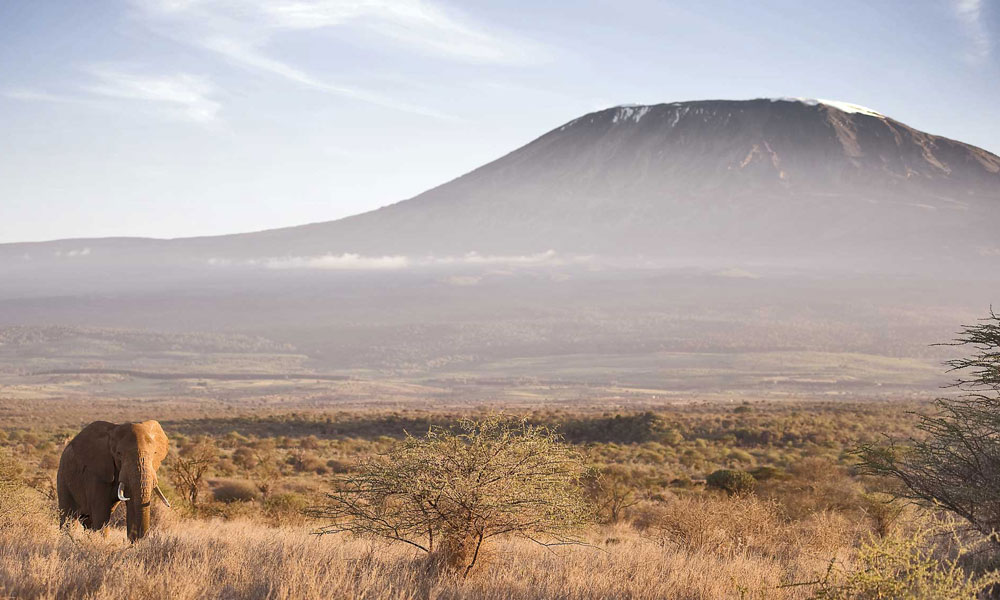 Game Drive Amboseli - Kenya