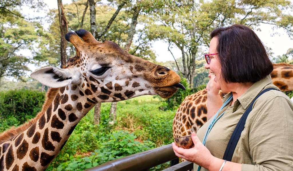 Meet the giraffes in Nairobi