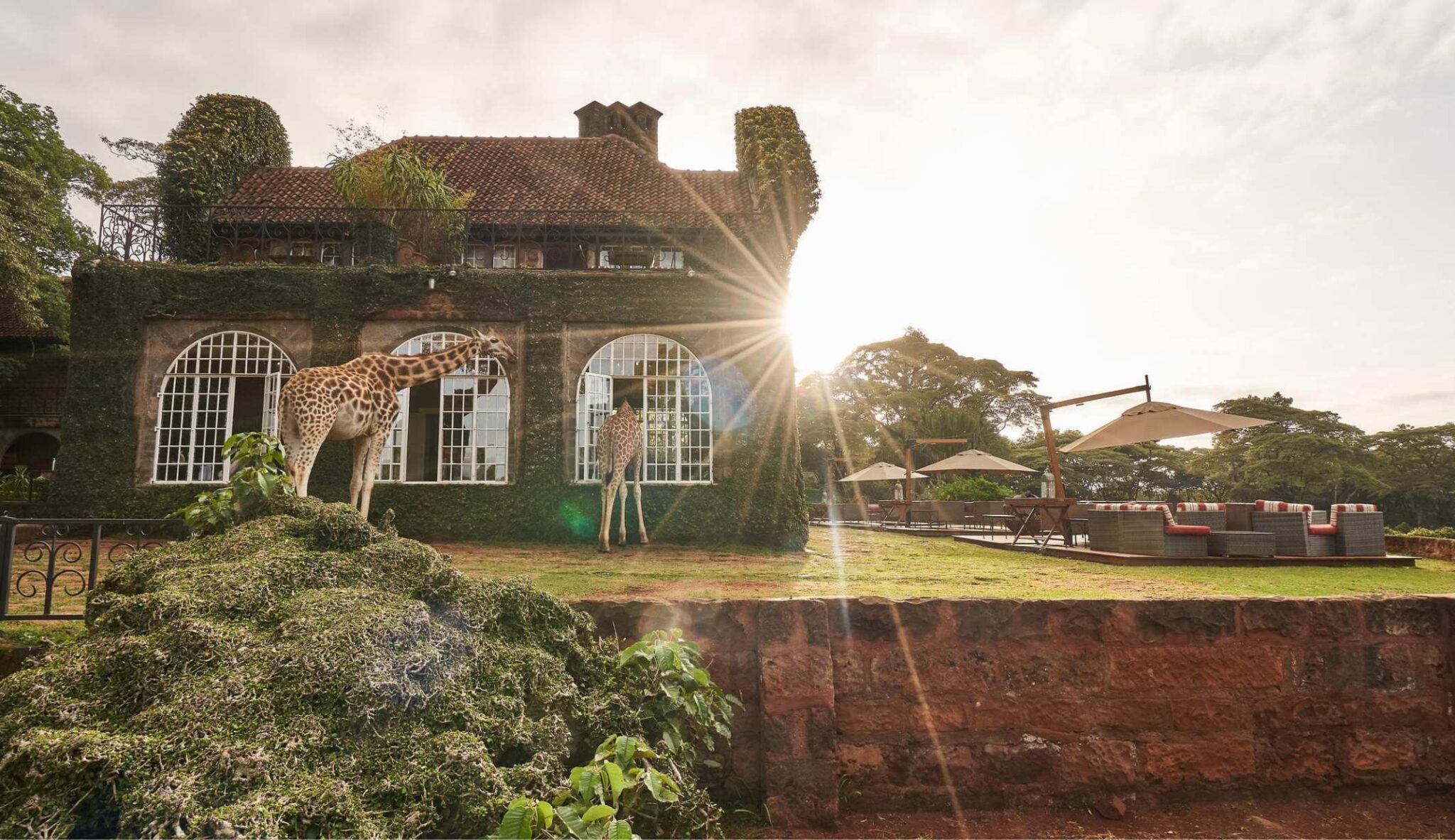 Giraffes peering in to the luxurious giraffe manor