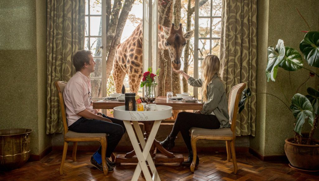 Photo Opportunity Giraffe manor