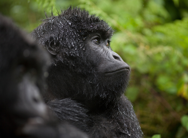 A Comprehensive Guide to Gorilla Trekking