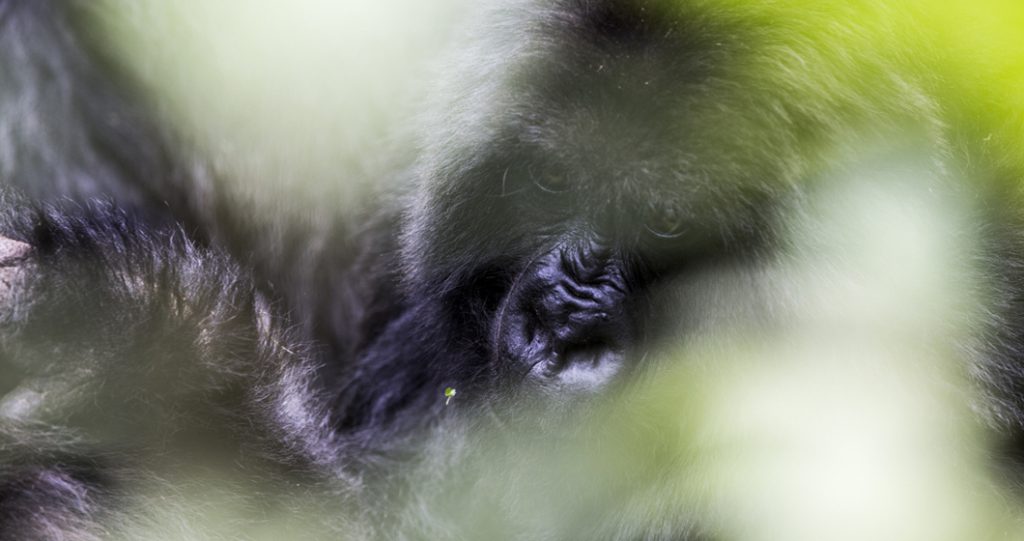 Gorillas in the Wild