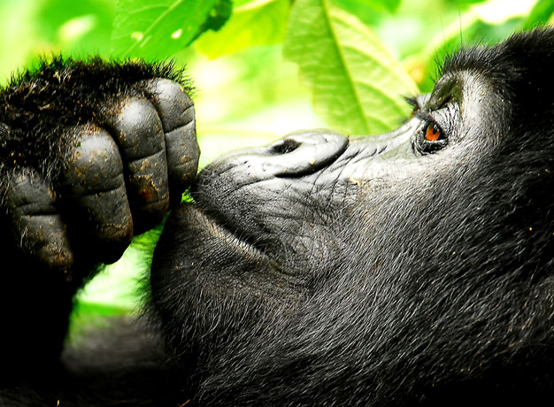 Is Uganda Set to Increase Price of Gorilla Permits?