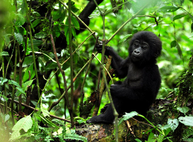 Cost of Gorilla Permits in Uganda