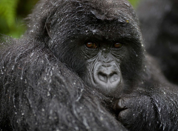 Rwanda Doubles the Cost of Gorilla Permits