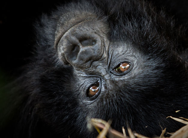 Walking Among the Gorillas in Rwanda