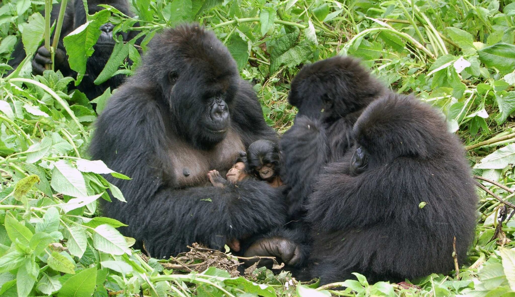 Gorilla family in the leaves