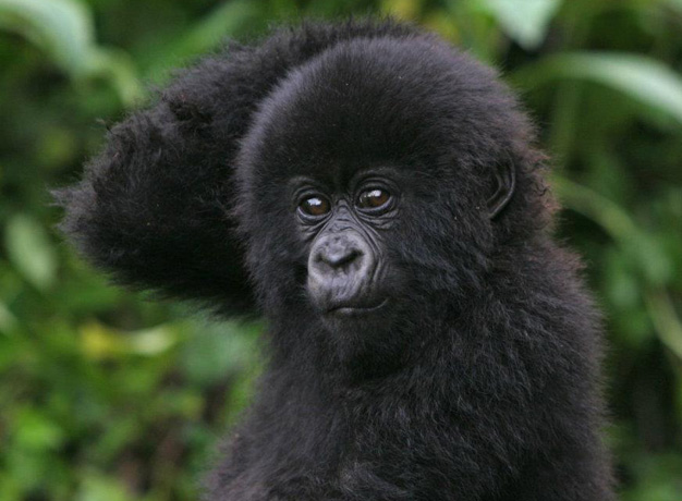 Gorilla Trekking: Uganda vs Rwanda