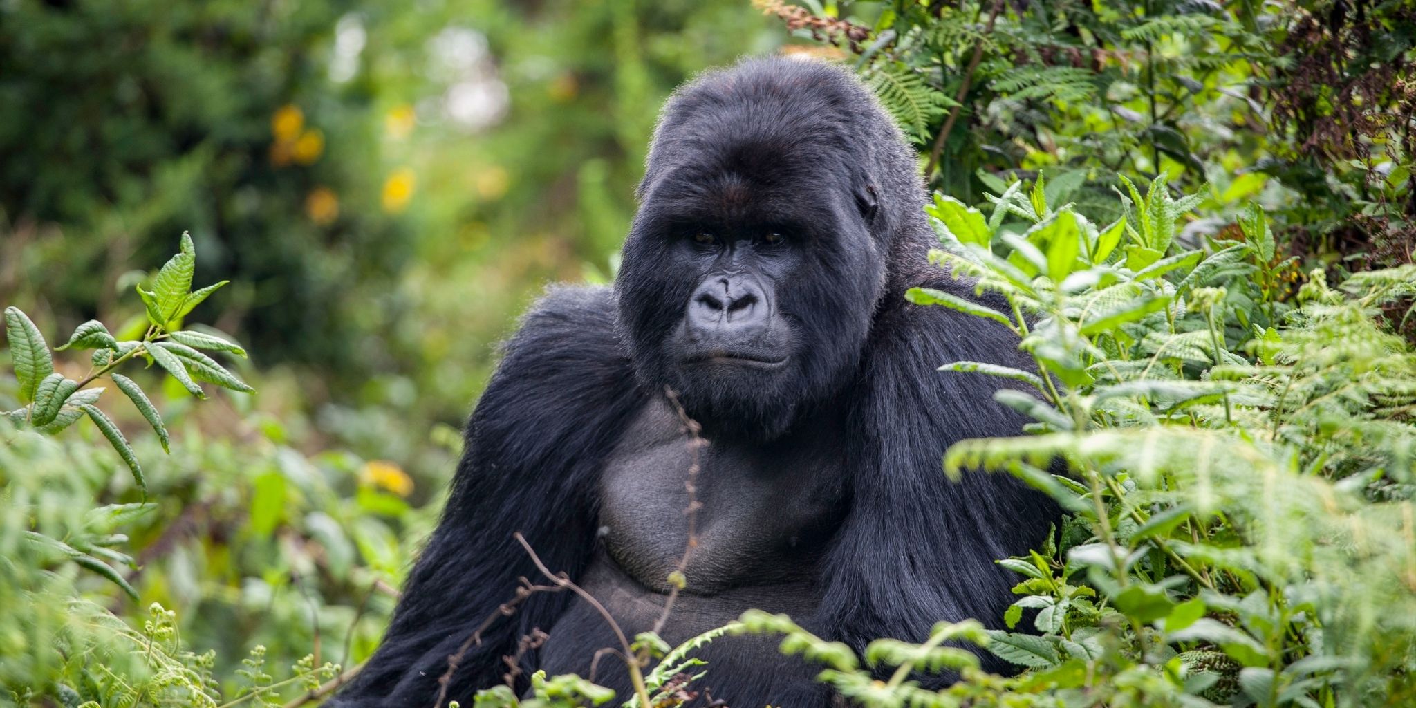 Gorilla seated calmly among lush green foliage