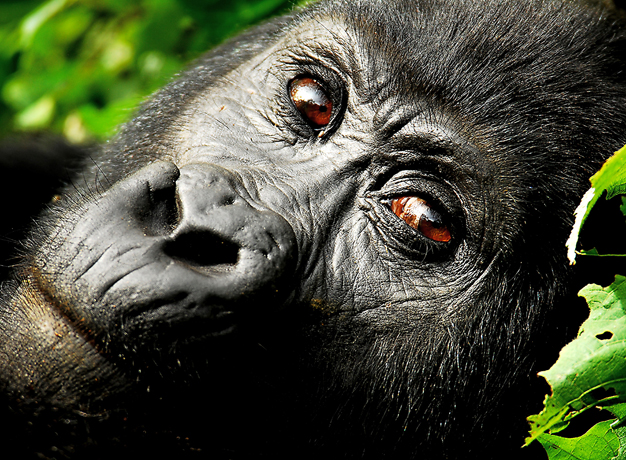 Uganda Increases the Price of Gorilla Permits