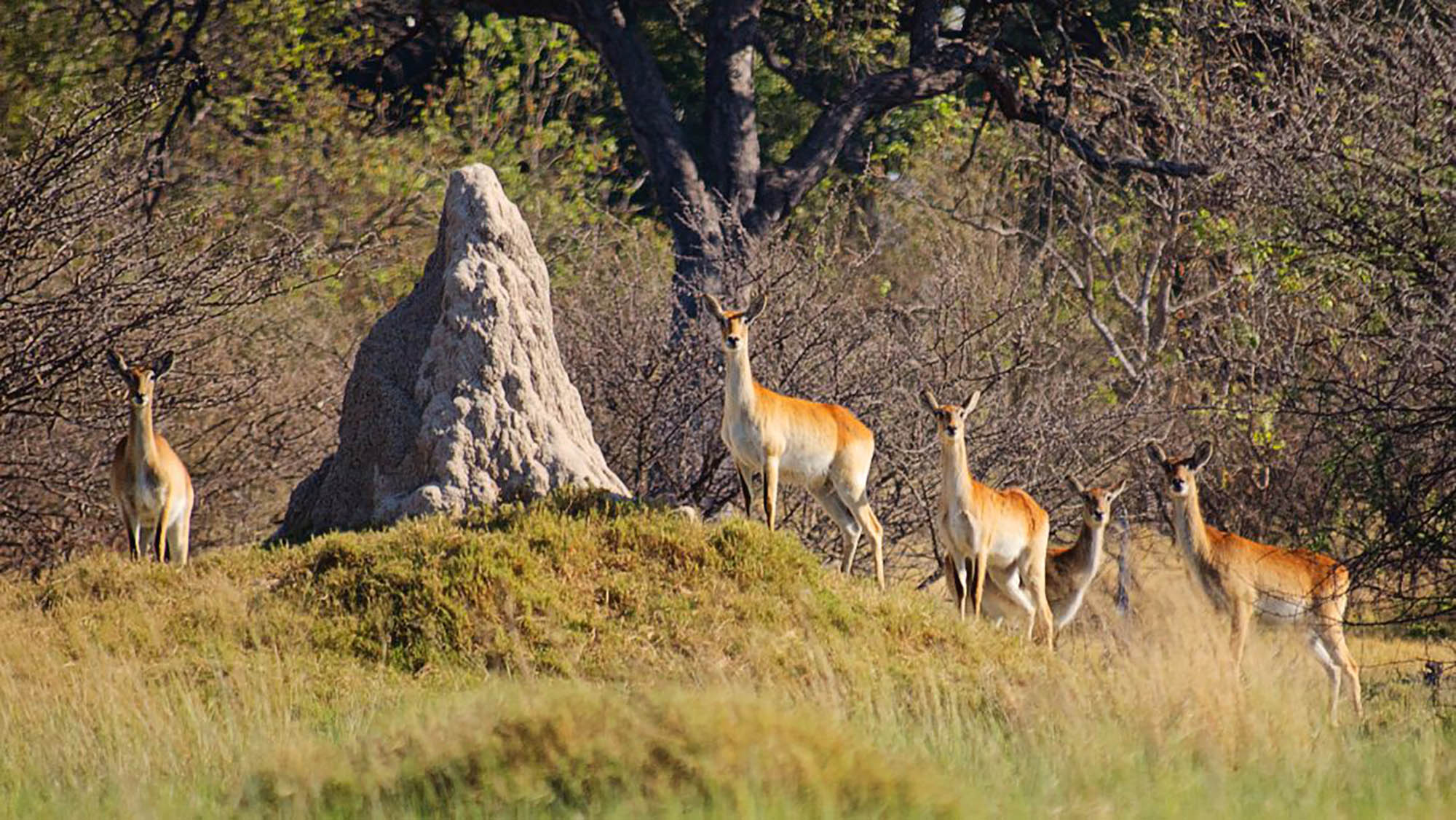where the focus is not solely on the larger species but learning about the habits of the smaller animals.