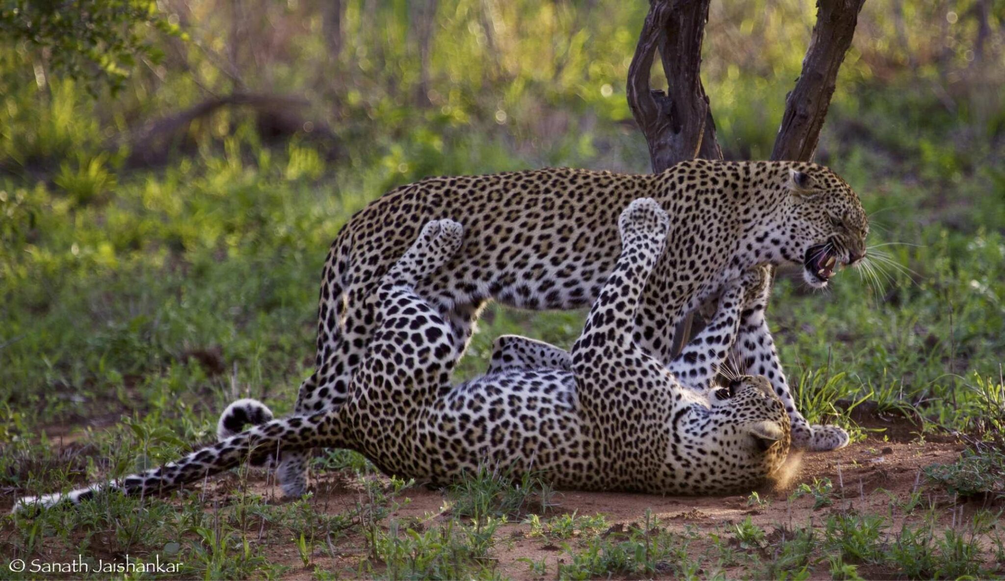 Gorgeous cats wrestling in the wild