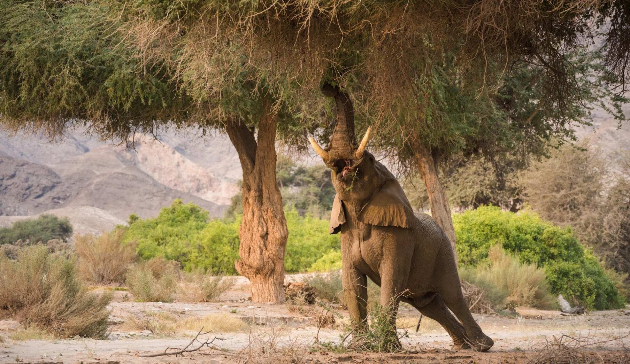 Elephant reaching into the trees with its trunk