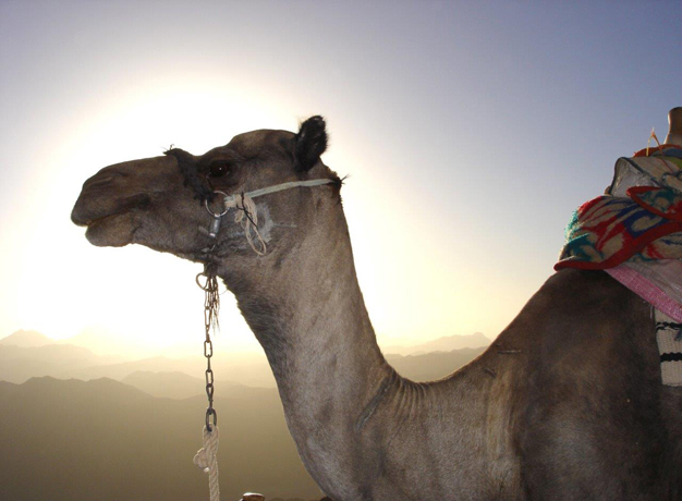 Egypt – The Birthplace of Civilisation