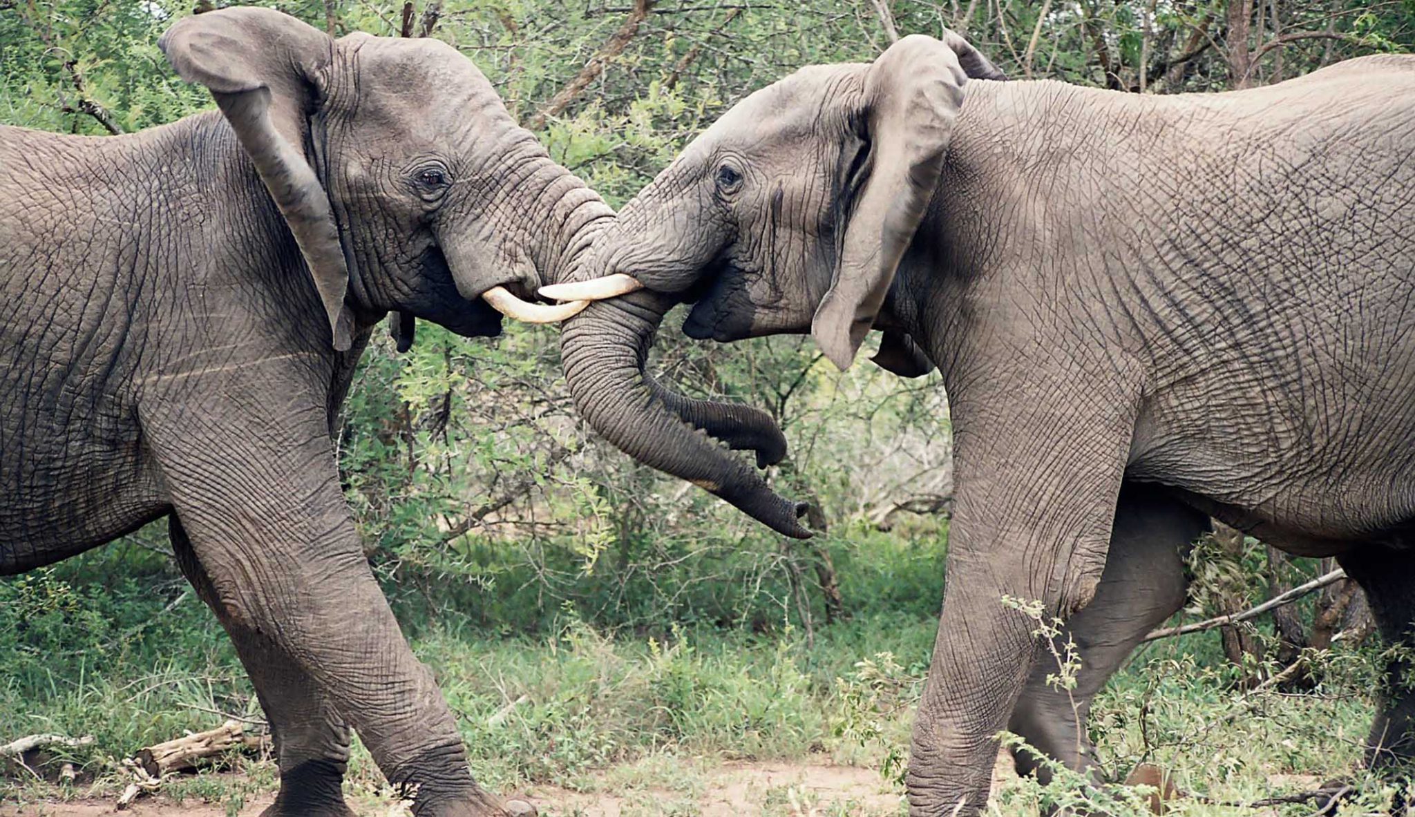 Elephants on safari in South Africa