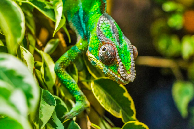 discovering the unique wildlife