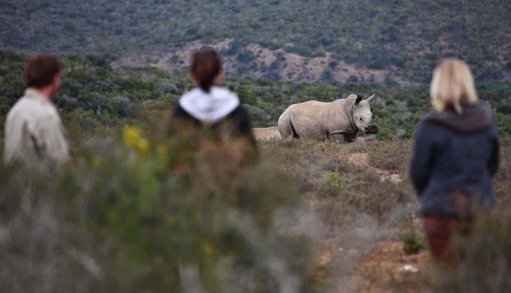 Are Safari Holidays Expensive?