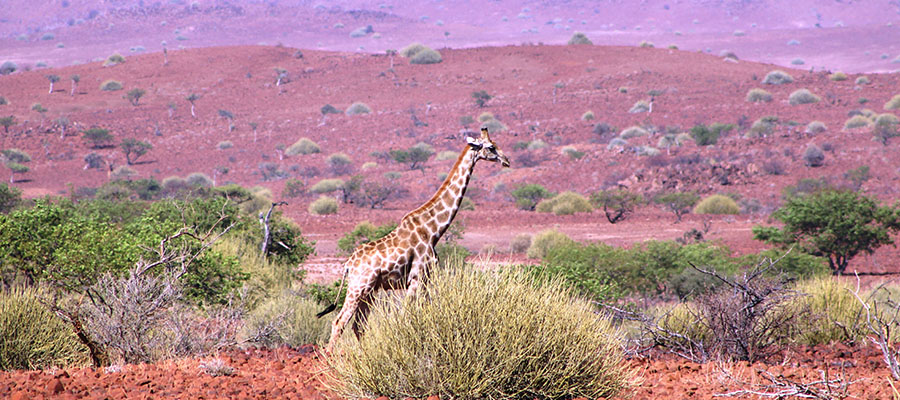 Explore the diversity of the National Parks and Reserves of Namibia and Botswana. Seek out the wildlife