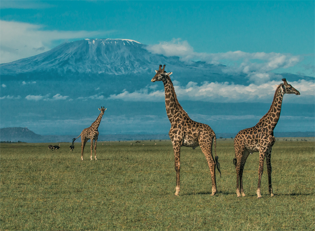 Africa Expert Top Tips: Kenya Wildlife Safaris