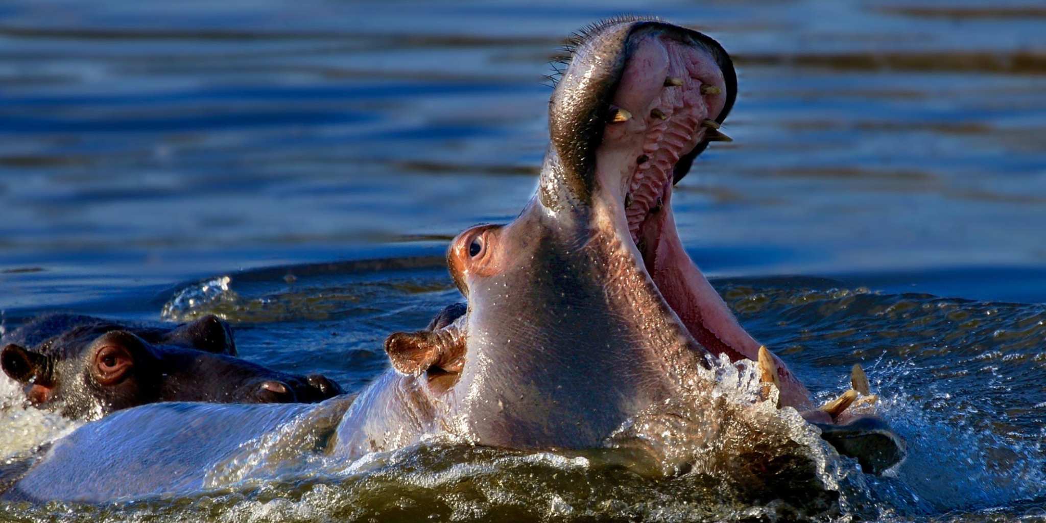 Hippo Kruger National Park