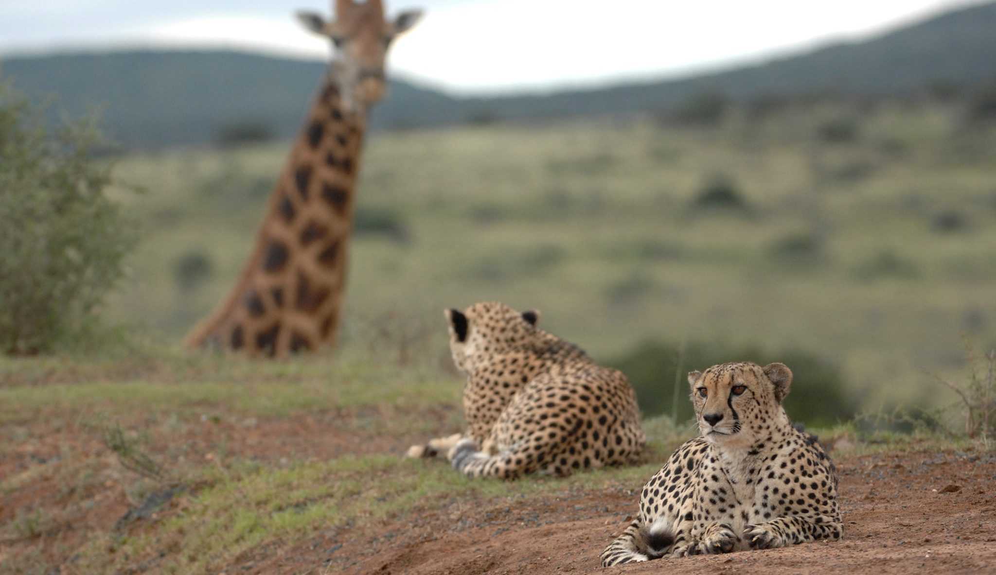 Family Safari - Kwandwe Private Game Reserve