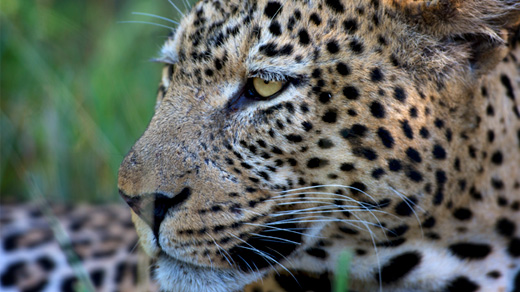 Kapama Southern Camp