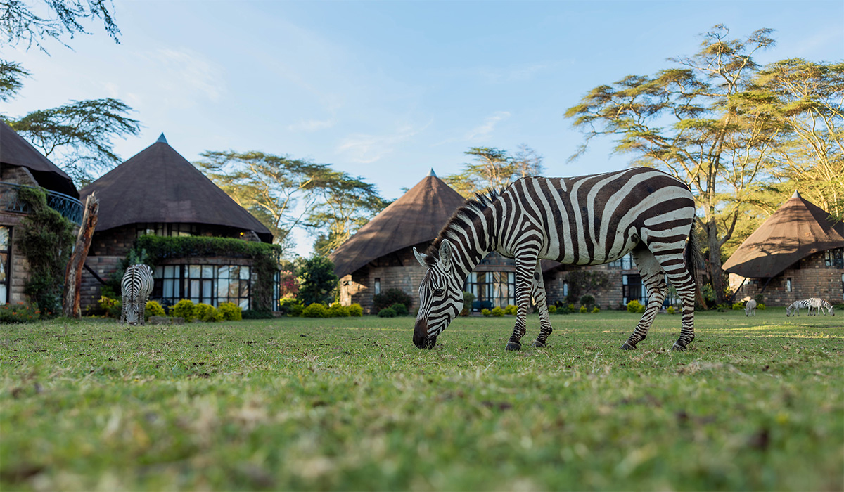 Zebras Lake Naivasha