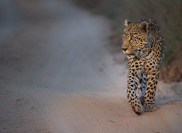 Top private game reserves in South Africa