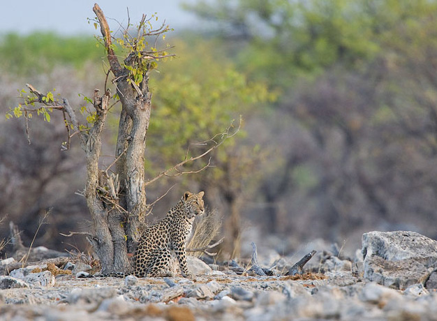 What is the Big Five?