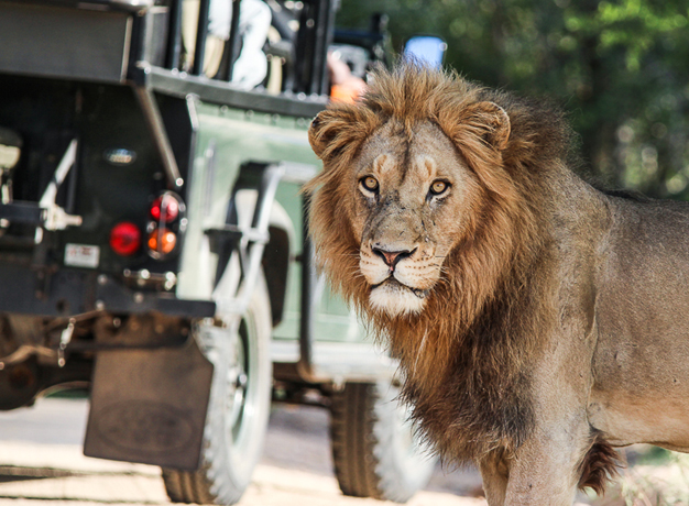 24 hours on safari in South Africa