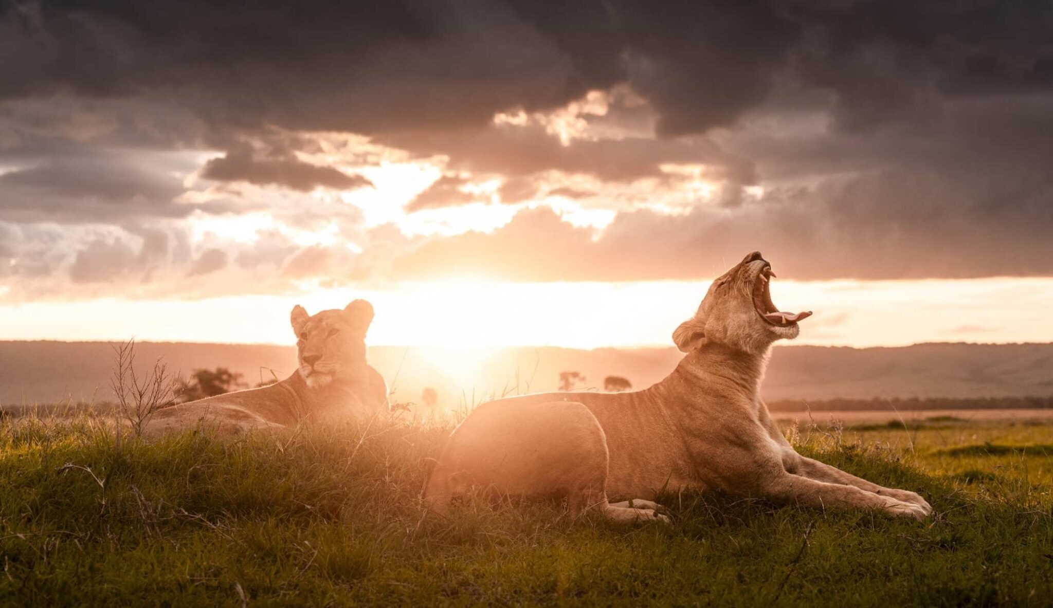 Majestic lionesses bask in the golden glow of sunset