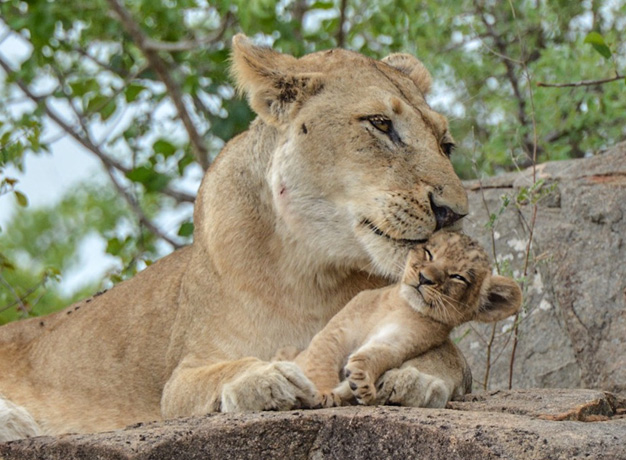 Why take a safari in Africa?