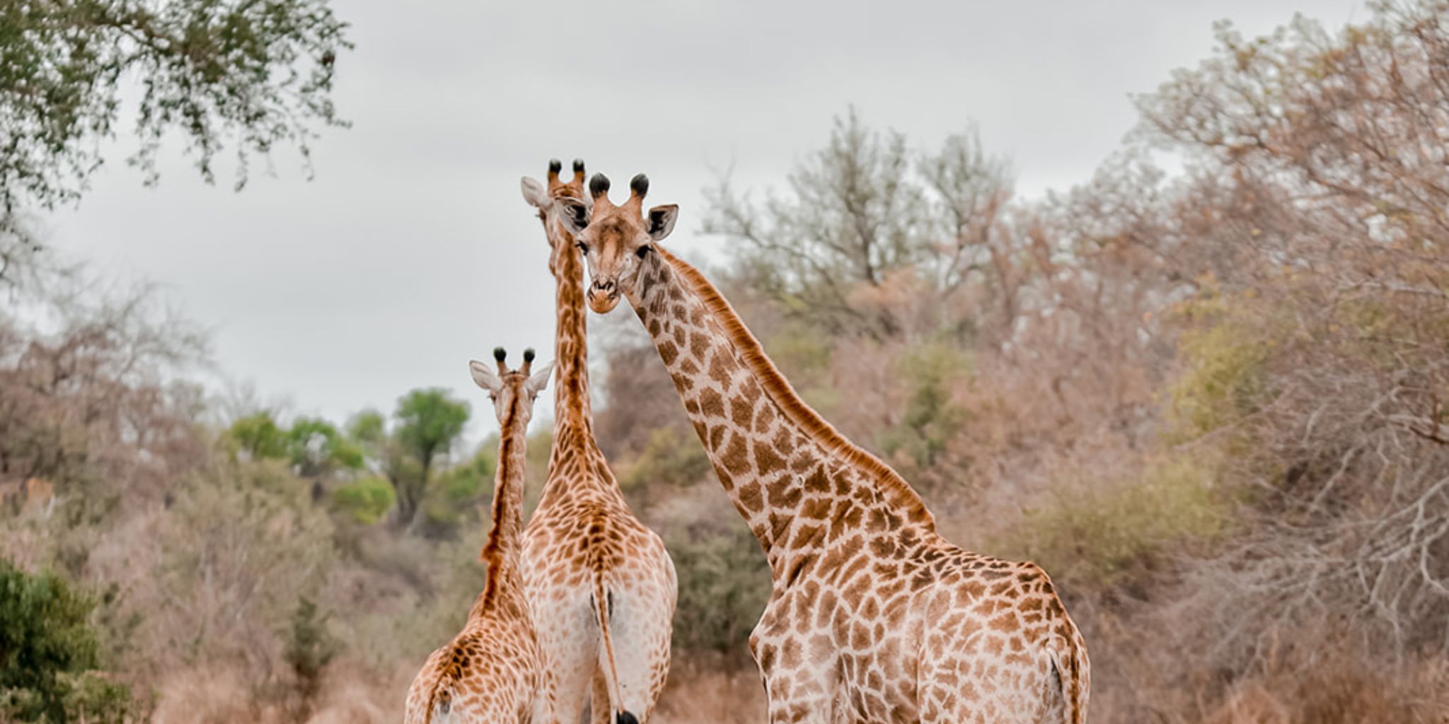 Three giraffes