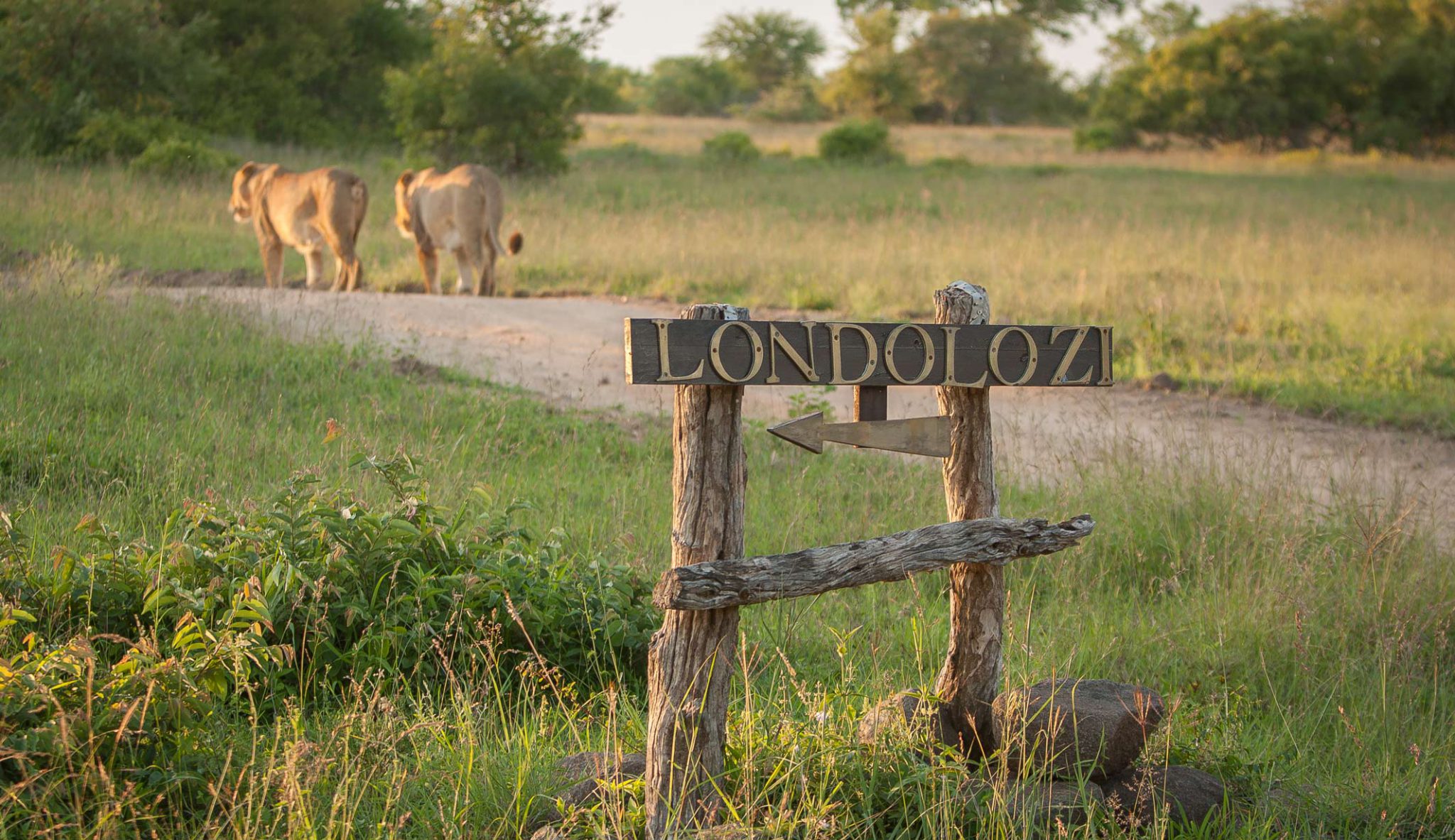 Honeymoon Safari Experiences