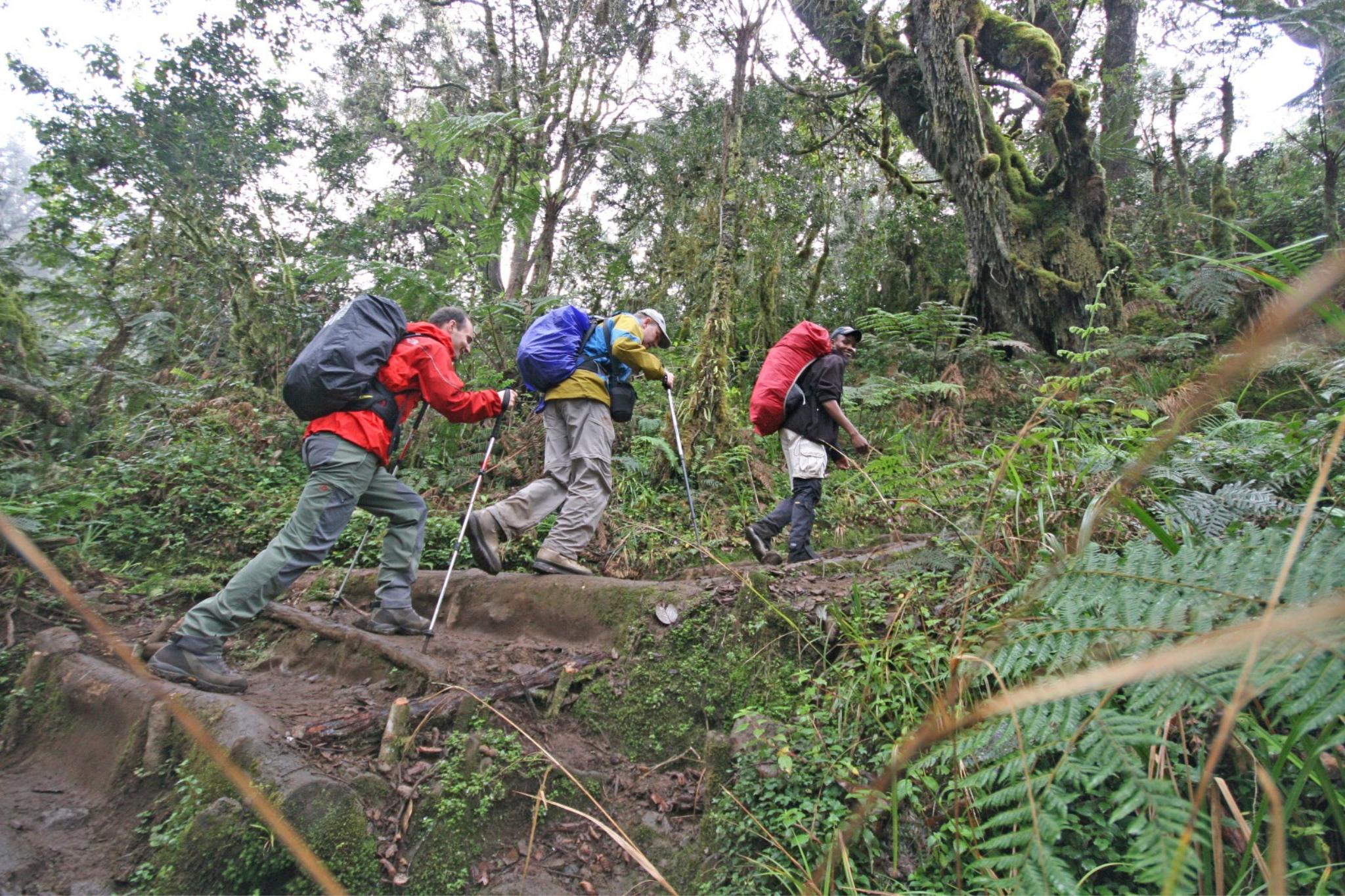 Three people in hiking gear Trekking up Mount Kilimanjaro on the Machame Route