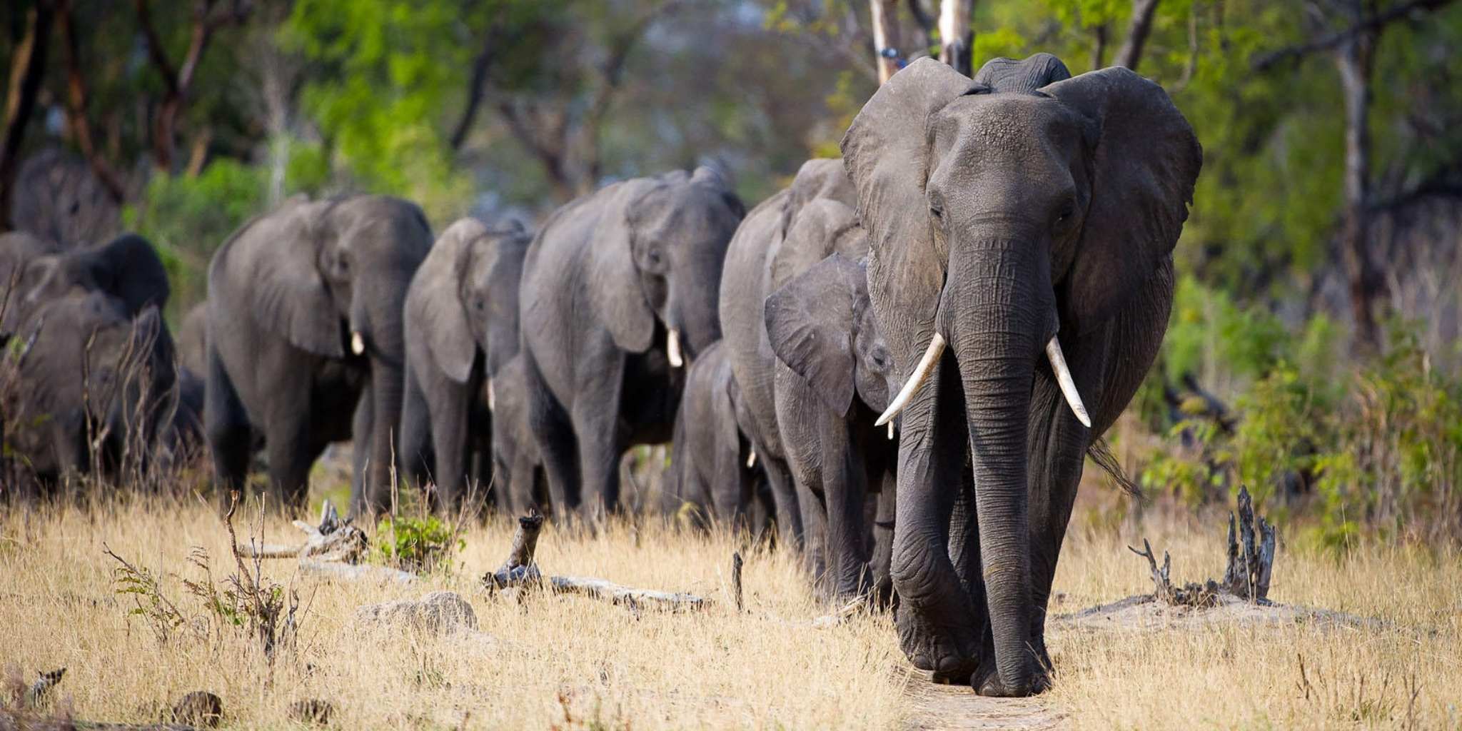 Majestic elephants walking in a line on safri at Wilderness Davison's