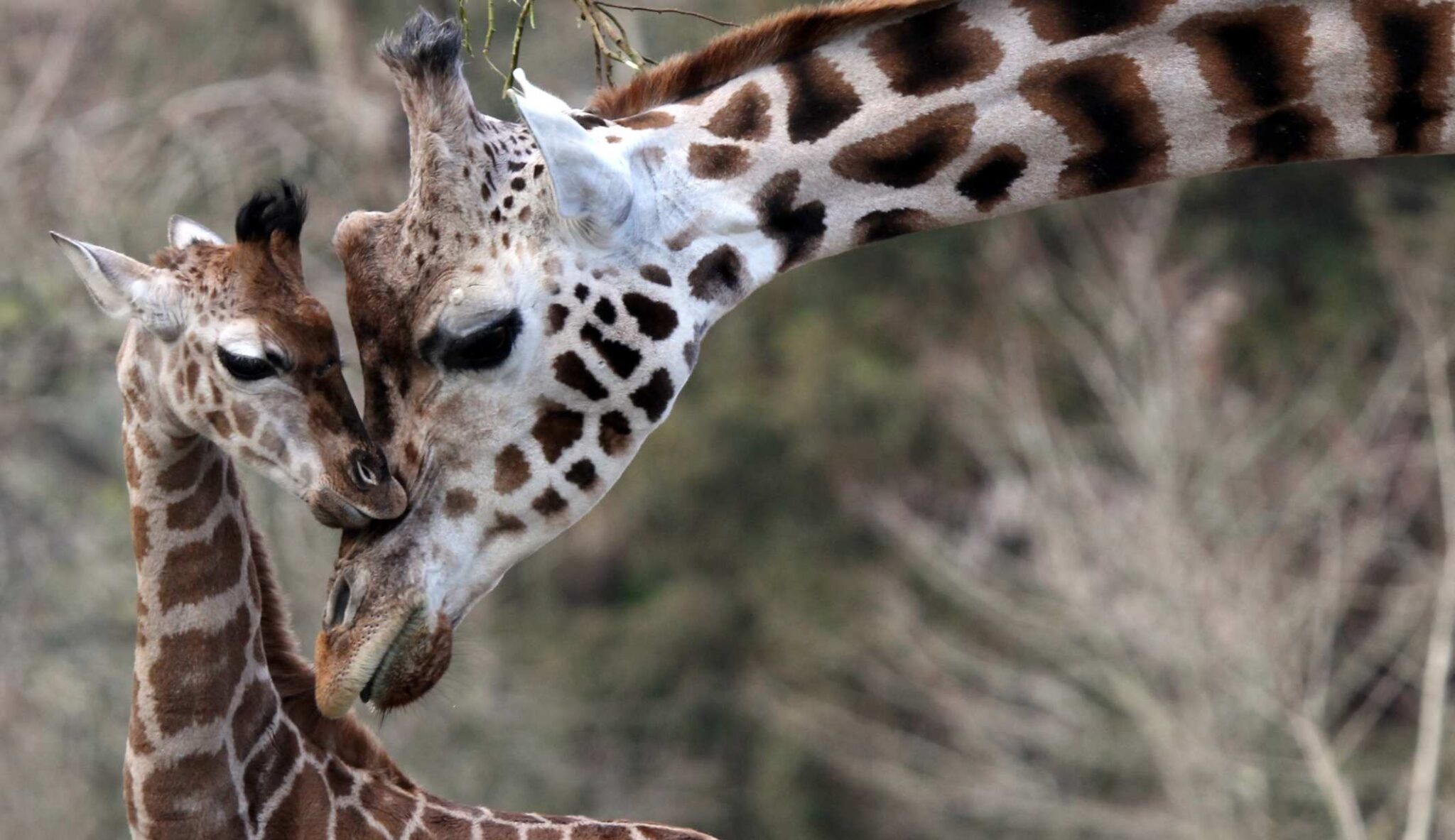 Giraffe with its infant