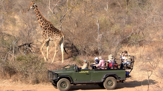 Cape Town & Kruger Safari